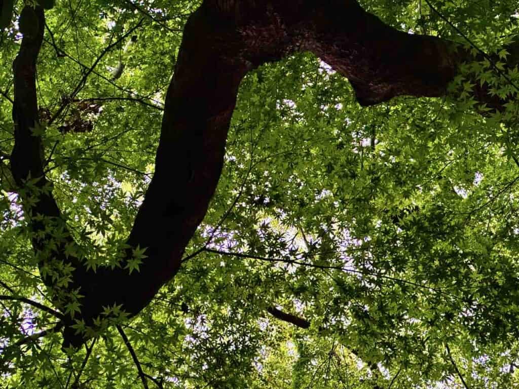 leaves
