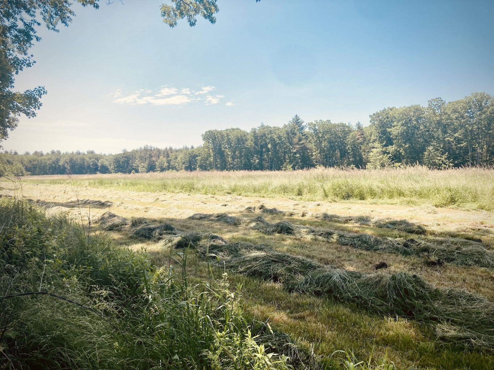 hay field