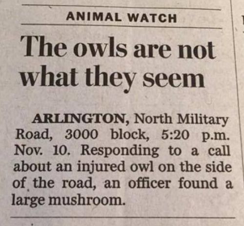 owls